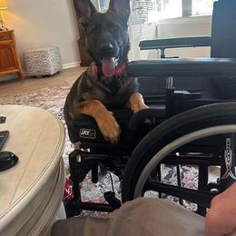 German Shepherd Puppies from Czech Haven GSD Kennel