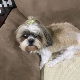 Shih Tzu puppies from TnT Shih Tzu