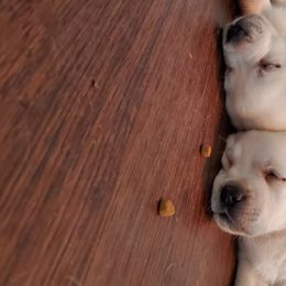 Labrador Retriever Puppies from Texas Finest English Labradors