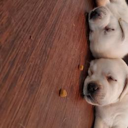 Labrador Retriever Puppies from Texas Finest English Labradors