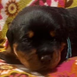 Strike - Black and mahogany male Rottweiler puppy in Crothersville, Indiana from The Solid Rock Kennel