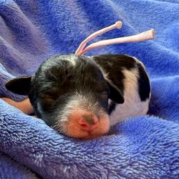 Pink Collar - Black female Poodle puppy in Huntsville, Alabama from Flint River Poodles