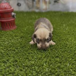Chocolate Based Cream Wirehair Female - Cream female Dachshund puppy in Killeen, Texas from Southern Dachshunds