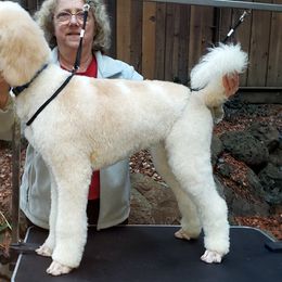 Poodle Puppies from Furball Forest Poodles