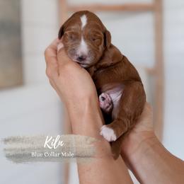 Kiln - Red  male Goldendoodle puppy in Roanoke Rapids, North Carolina from Sweeter than Honey Doodles
