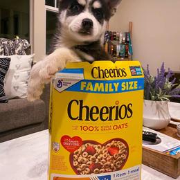 Pomsky Puppies from Periwinkle Pomskies