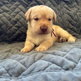 Purple - Yellow female Labrador Retriever puppy in Big River, California from Cozy Acres Farm Labradors