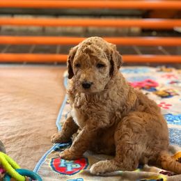 Goldendoodle Puppies from Two Ps in a Pod