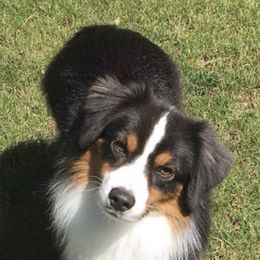 Miniature American Shepherds from Hampton Hills