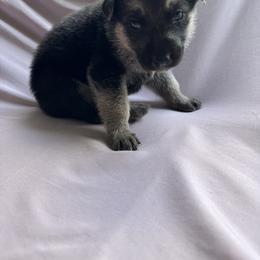 Mocha - Black and tan female German Shepherd puppy in Perkasie, Pennsylvania from Twila Ruth Herot