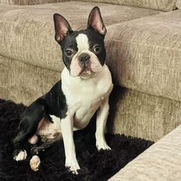 Boston Terriers and French Bulldogs from LEB