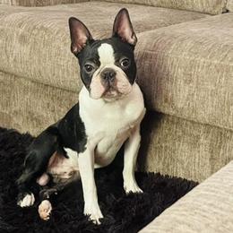 Boston Terriers and French Bulldogs from LEB