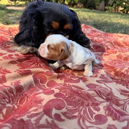 Beau - Blenheim male Cavalier King Charles Spaniel puppy in California from Tinkerpups
