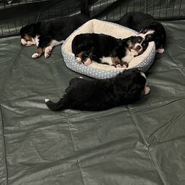 Bernese Mountain Dog Puppies from Bastian Mountain Dogs
