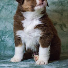Australian Shepherd Puppies from Lovable Little Aussies