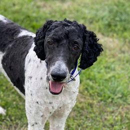 Aussiedoodles, Australian Shepherds, Miniature American Shepherds, and Poodles from Mammydoodles282
