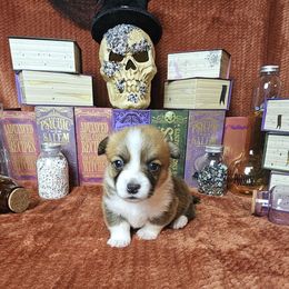 Ante- full-length tail - Red female Pembroke Welsh Corgi puppy in Deming, New Mexico from Dragon Ridge Corgis