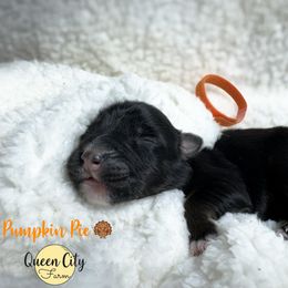 Pumpkin Pie (orange) - Black tri-color male Australian Shepherd puppy in Falmouth, Kentucky from Queen City Farm