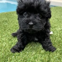 Havanese from Moulder Havanese