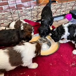 Bernedoodle, Cockapoo, and Goldendoodle Puppies from Avery Doodle Day LLC