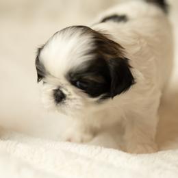 Shih Tzu Puppies from Good Lil Shih Tzu