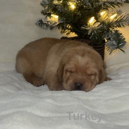 Turkey - Yellow male Labrador Retriever puppy in Tigard, Oregon from Morrison Labrador Retreivers