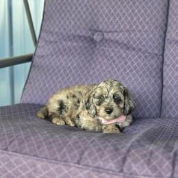 F1B Meet Nala :) - Merle female Cavapoo puppy in Centerville, Iowa from Barnyard Dachshunds, Dals & Doodles