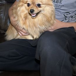 Canela - Pomeranian