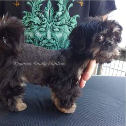 Mocha - Shih Tzu