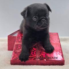 Butterball - Black male Brussels Griffon puppy in New Stanton, Pennsylvania from GN Canine Crew