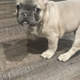 Boy 2 - Blue fawn French Bulldog puppy in Phelan, California from High Desert King Bullies