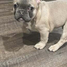 Boy 2 - Blue fawn French Bulldog puppy in Phelan, California from High Desert King Bullies
