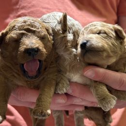 Cavachon and Cavapoochon Puppies from Forever Puppies 4U