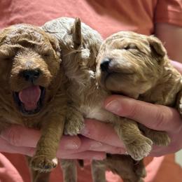 Cavachon and Cavapoochon Puppies from Forever Puppies 4U