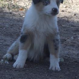 Australian Shepherd Puppies from BitABlue Australian Shepherds