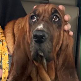 River - Basset Hound