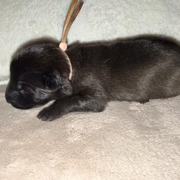 Pink Collar - Mahogany female Belgian Malinois puppy in Trenton, Georgia from Laeknir K9