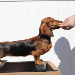 Dachshund Puppies from EntityDachs