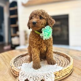 Sage - Red  female Goldendoodle puppy in Alamance County, North Carolina from Doodle Squad Puppies