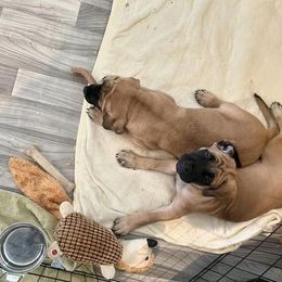 Mastiffs from Sagebrush Mastiffs