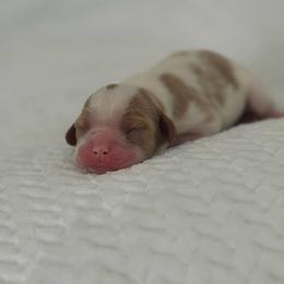 Chai - Blenheim female Cavalier King Charles Spaniel puppy in Broxton, Georgia from Cavalier & Co.