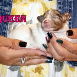 Queen - CHW blue merle girl - White blue merle and tan female Shetland Sheepdog puppy in Frazeysburg, Ohio from Mountain High Kennels