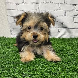Theo SMALL - Black & tan tri-color male Morkie puppy in Monticello, Iowa from Ashley’s Puppies