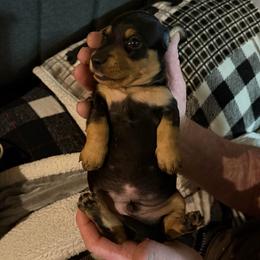 Dakota - Black and tan male Dachshund puppy in Edinburg, Virginia from Hunter Lane Dachshunds