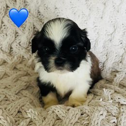 Shih Tzu puppies from Little Lions the Shih Tzu Kingdom