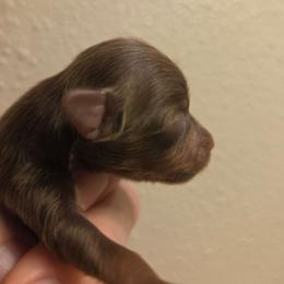 Sparky - Red and brown male Russian Toy puppy in Boise, Idaho from Nesting Dolls