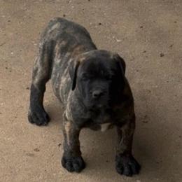 Lily - Brindle female Mastiff puppy in Carthage, Missouri from Mama’s Mastiffs