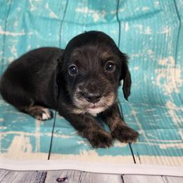 Basil - Black and cream female Dachshund puppy in Anaconda, Montana from Williams Family Dachshunds