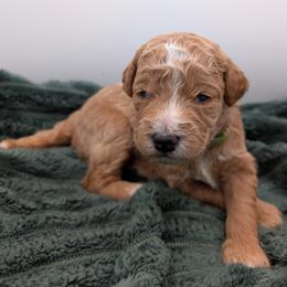 Green - Apricot male Goldendoodle puppy in Midland, North Carolina from Alger Farm, LLC