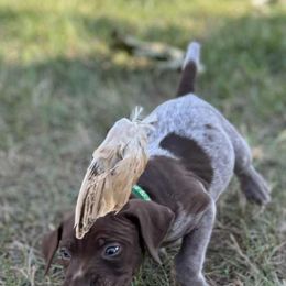 Boy 3 - Liver and white male German Shorthaired Pointer puppy in Henderson, Texas from C4 Gun Dogs